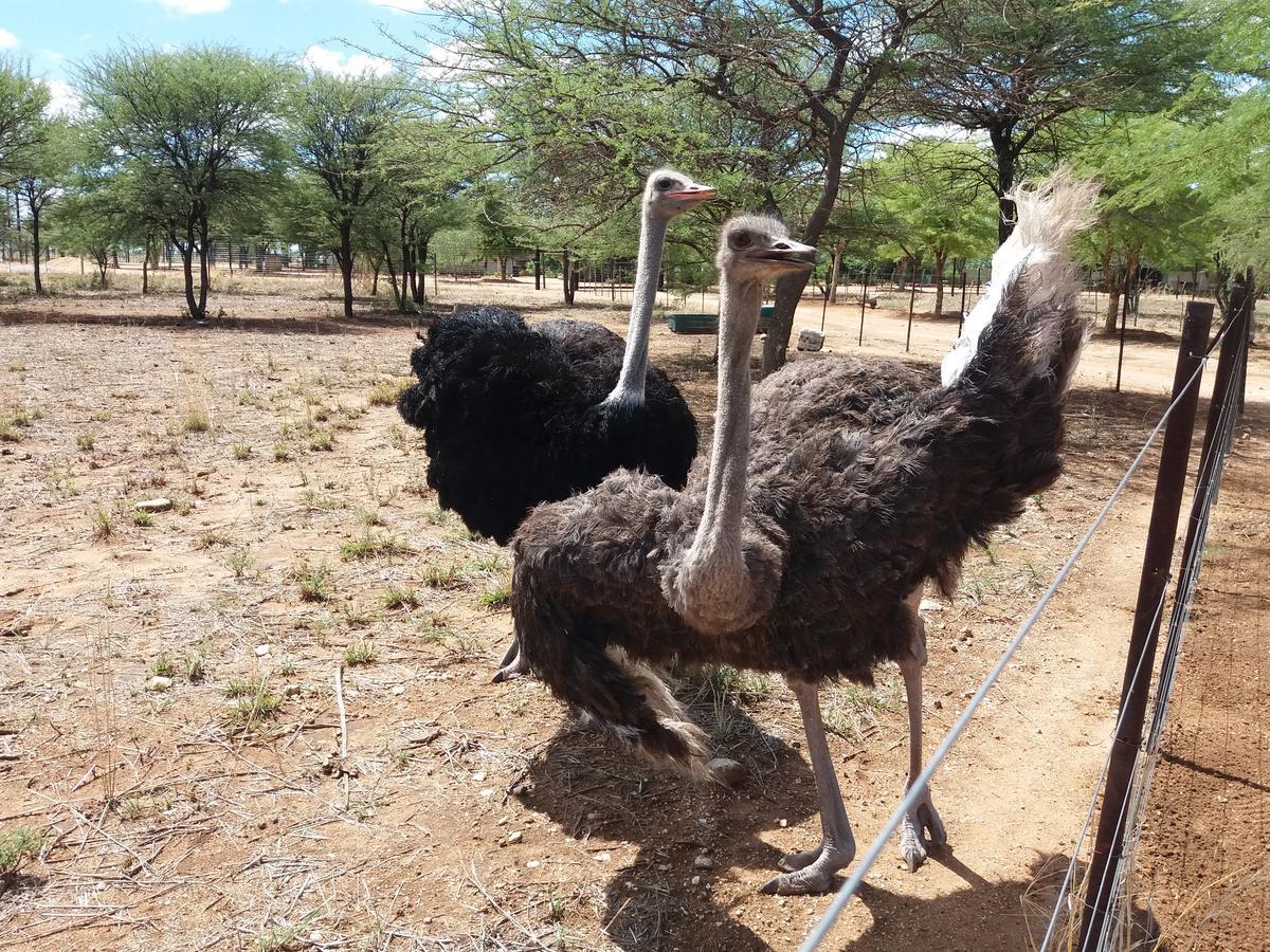 Lion'S Den Guesthouse Otjiwarongo Esterno foto