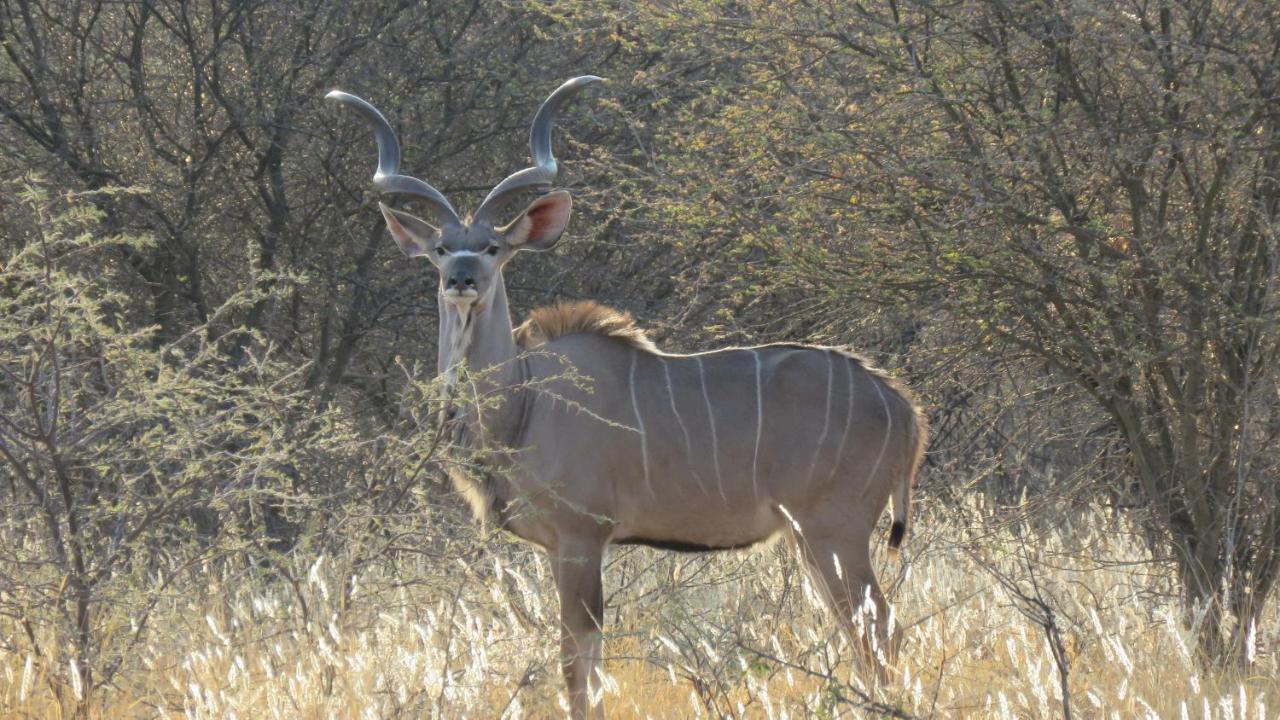 Lion'S Den Guesthouse Otjiwarongo Esterno foto