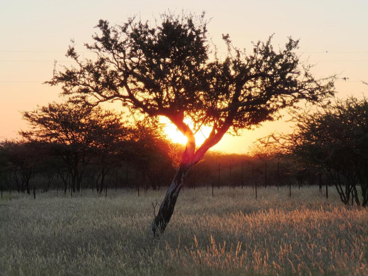 Lion'S Den Guesthouse Otjiwarongo Esterno foto