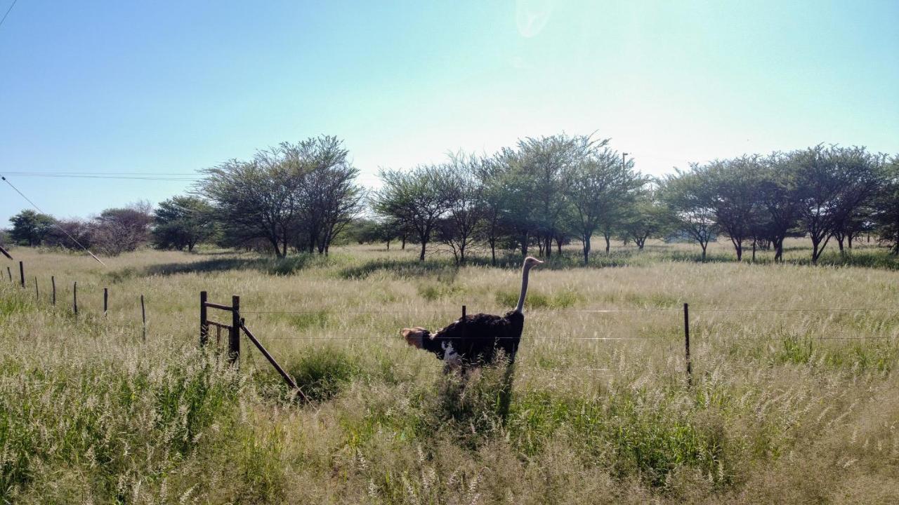 Lion'S Den Guesthouse Otjiwarongo Esterno foto